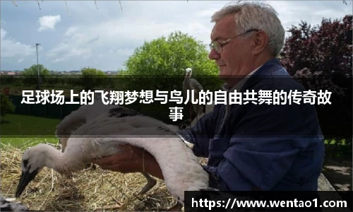 足球场上的飞翔梦想与鸟儿的自由共舞的传奇故事